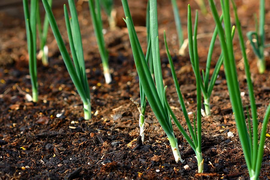 Unveiling the Ultimate Onion Planting Hack: Achieve Mind-Blowing Onion Growth in Fall!