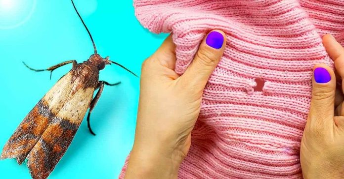 Unveiling-the-Ultimate-Secret-to-Banish-Moths-Forever-You-Wont-Believe-How-Easy-It-Is