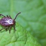 You-Wont-Believe-the-Genius-Hack-to-Get-Rid-of-Ticks-in-Your-House