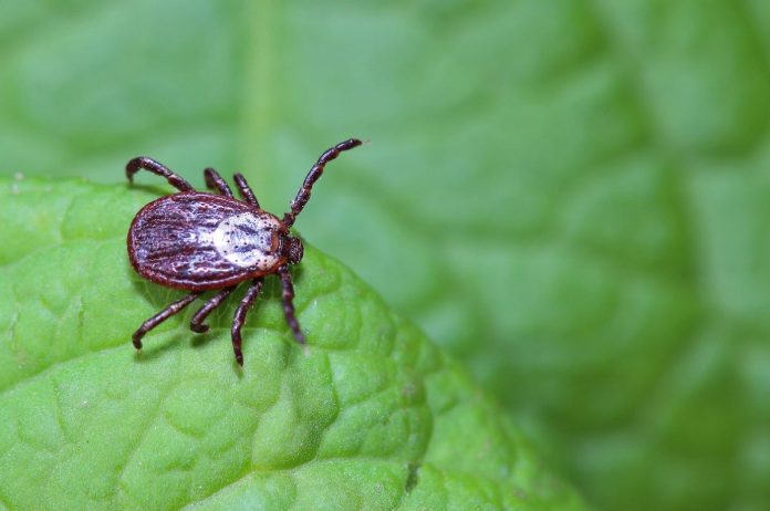 You-Wont-Believe-the-Genius-Hack-to-Get-Rid-of-Ticks-in-Your-House