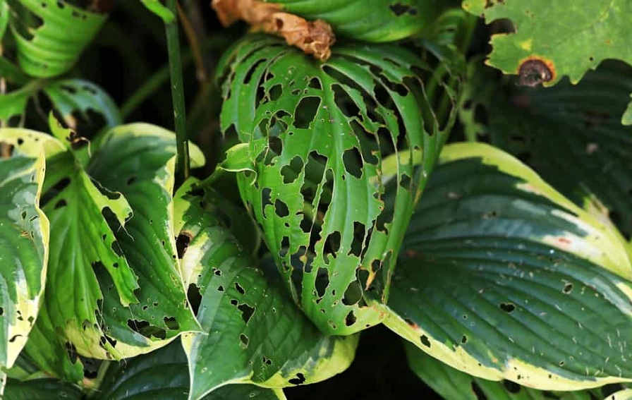 bug-damage-to-hosta-leaf