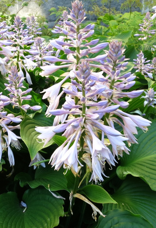 hosta-blooms-reviving-hosta-plants