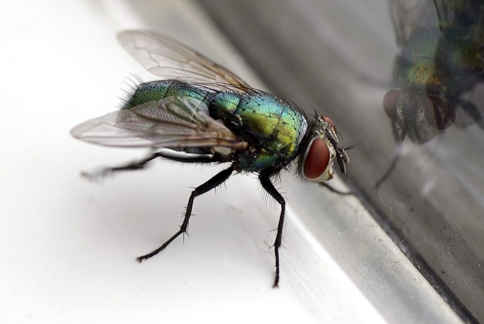 how-to-get-rid-of-flies-inside-the-house