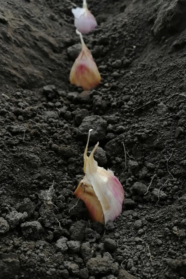 planting-hardneck-garlic