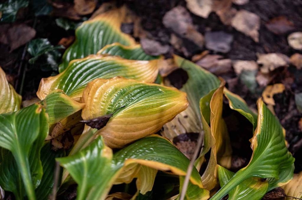 revive-hosta-plants