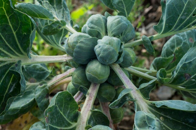Brussels-Sprouts-Brassica