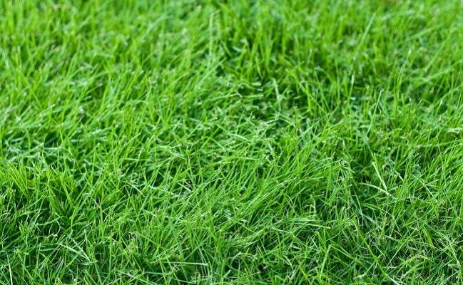 Cool-Season-Grasses