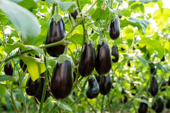 Eggplant-Solanum-melongena