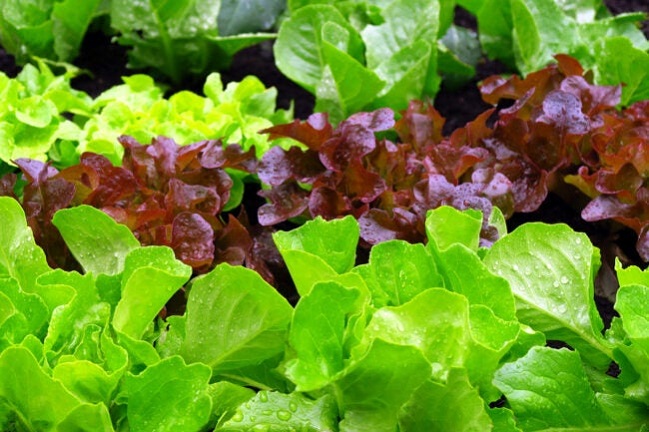 Lettuce-Lactuca-sativa