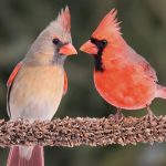 Attracting Beauty How to Make Your Yard a Cardinal's Paradise!