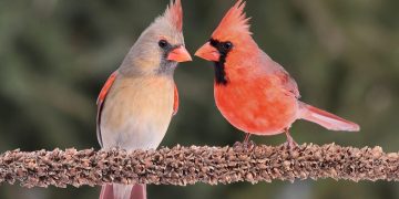 Attracting Beauty How to Make Your Yard a Cardinal's Paradise!