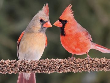 Attracting Beauty How to Make Your Yard a Cardinal's Paradise!