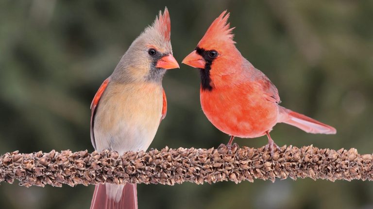 Attracting Beauty How to Make Your Yard a Cardinal's Paradise!