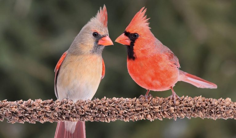 Attracting Beauty: How to Make Your Yard a Cardinal’s Paradise!