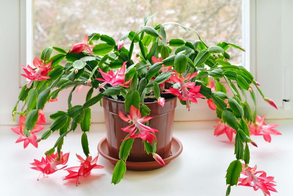 Christmas Cactus