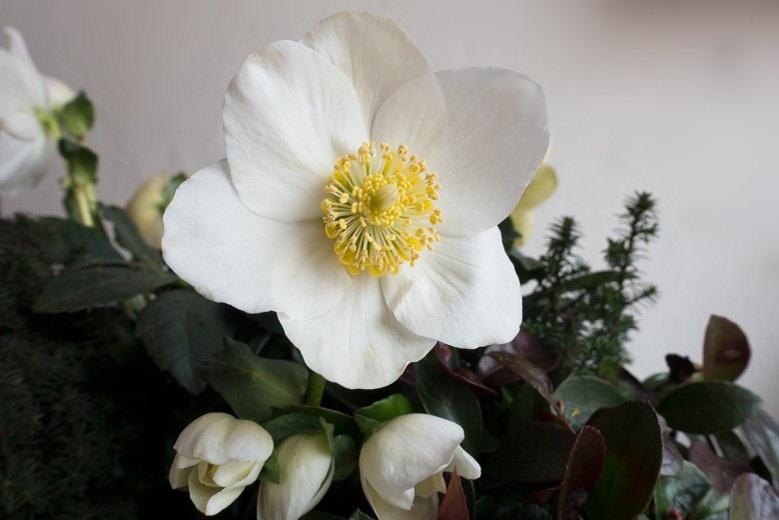 Christmas Rose or Hellebore