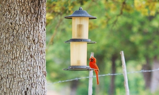 Cleanliness is Cardinal