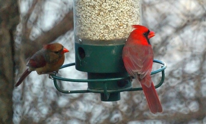 Feeders That Fit the Bill
