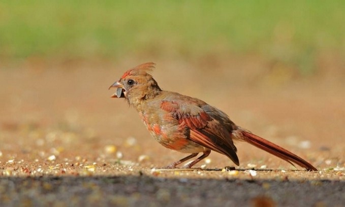 Ground-Feeding The Cardinal Way