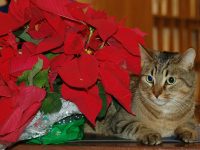 Poinsettias & Other Holiday Plants That Are Toxic To Your Pets (And 3 That Aren't)