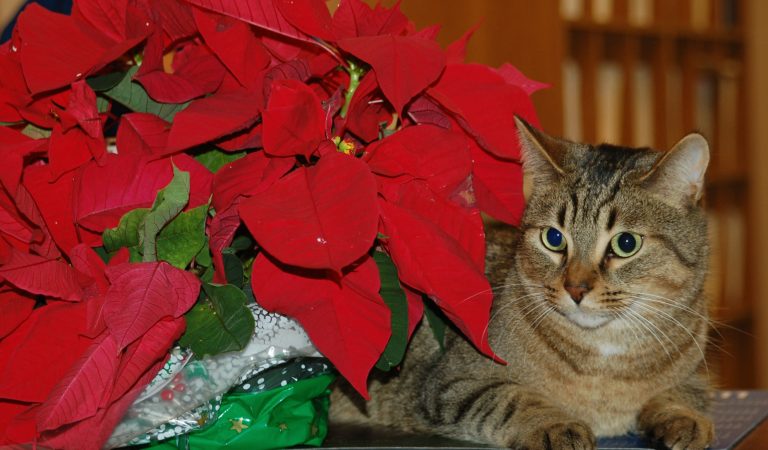 Poinsettias & Other Holiday Plants That Are Toxic To Your Pets (And 3 That Aren’t)