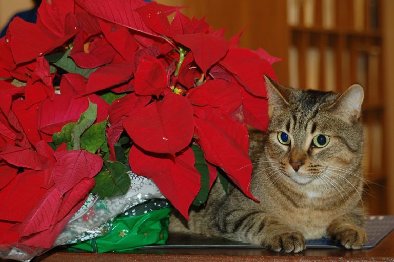 Poinsettias & Other Holiday Plants That Are Toxic To Your Pets (And 3 That Aren't)