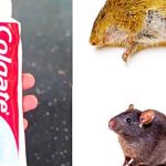 Unexpected-Ally-in-Pest-Control-How-Toothpaste-Can-Tackle-Your-Rodent-Woes