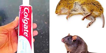 Unexpected-Ally-in-Pest-Control-How-Toothpaste-Can-Tackle-Your-Rodent-Woes