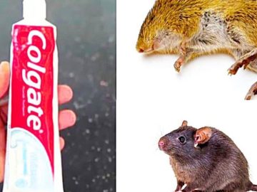 Unexpected-Ally-in-Pest-Control-How-Toothpaste-Can-Tackle-Your-Rodent-Woes