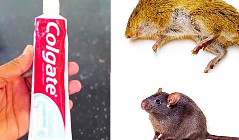 Unexpected Ally in Pest Control: How Toothpaste Can Tackle Your Rodent Woes