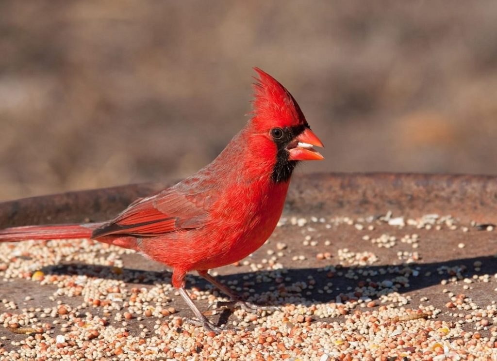 cardinal-eating-seeds
