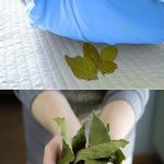 Always put 2 bay leaves under your pillow - find out why