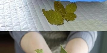 Always put 2 bay leaves under your pillow - find out why