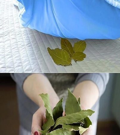 Always put 2 bay leaves under your pillow – find out why