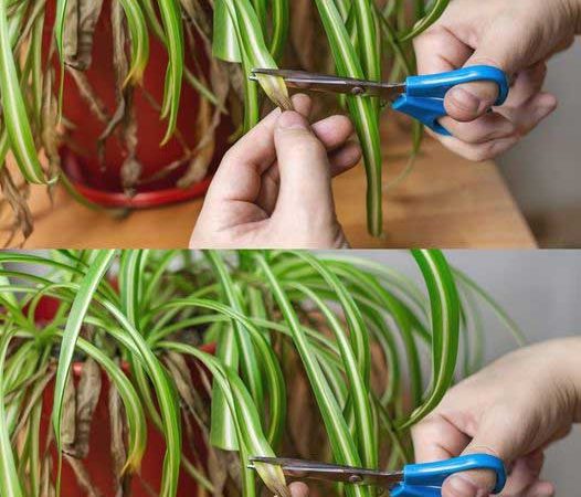 If You Have One of These Plants at Home, Treasure It – You Might Not Realize the Value!