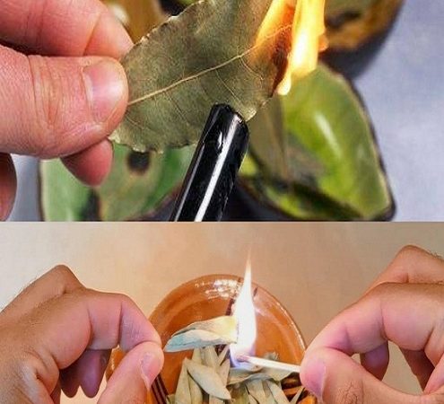 This is What Happens if You Burn a Bay Leaf in Your Home