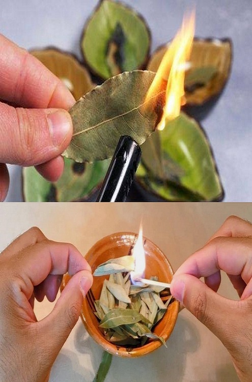 This is What Happens if You Burn a Bay Leaf in Your Home