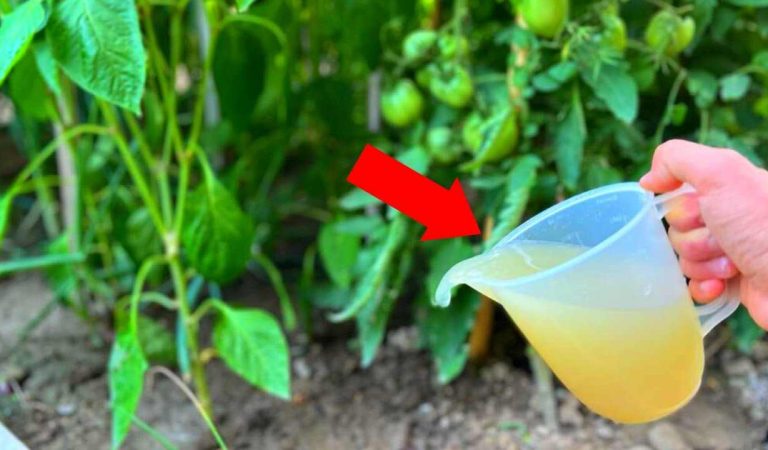 Maximize Your Harvest: Homemade Fertilizer Tips for Pepper and Tomato Plants