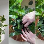 Boost-Your-Vining-Houseplants-with-Hairpins