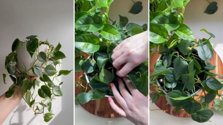 Boost-Your-Vining-Houseplants-with-Hairpins