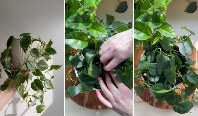 Boost Your Vining Houseplants with Hairpins
