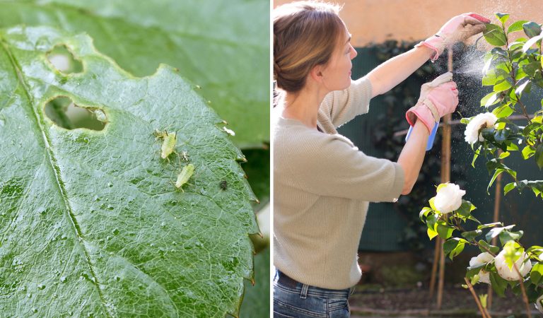 Garden in Peril? Ward Off Caterpillars, Ants, and Bugs with This Solution: Insect Repellent Liquid