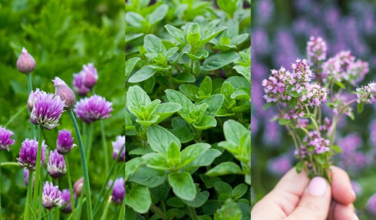 A list of herbs that could be more effective than the medications and supplements you are currently using